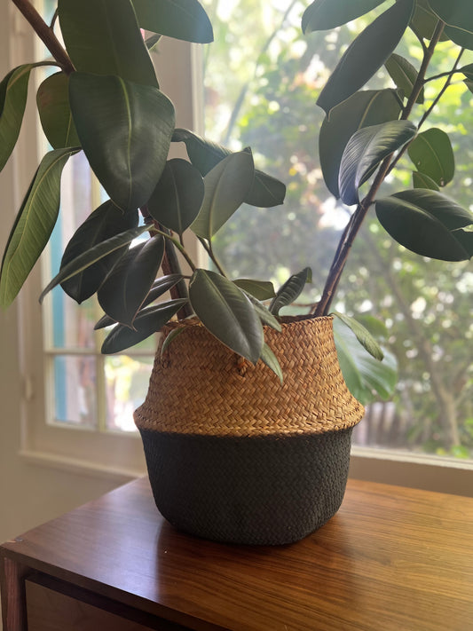 Seagrass Plant Basket - Natural & Black