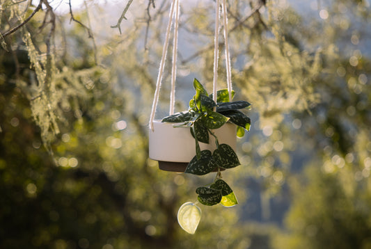 Hanging Planter: White & Espresso- 6"